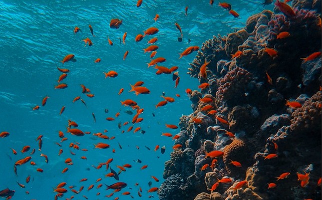 Did You Know? Mariana Trench: 5 Incredible Facts About the Deepest Place on Earth